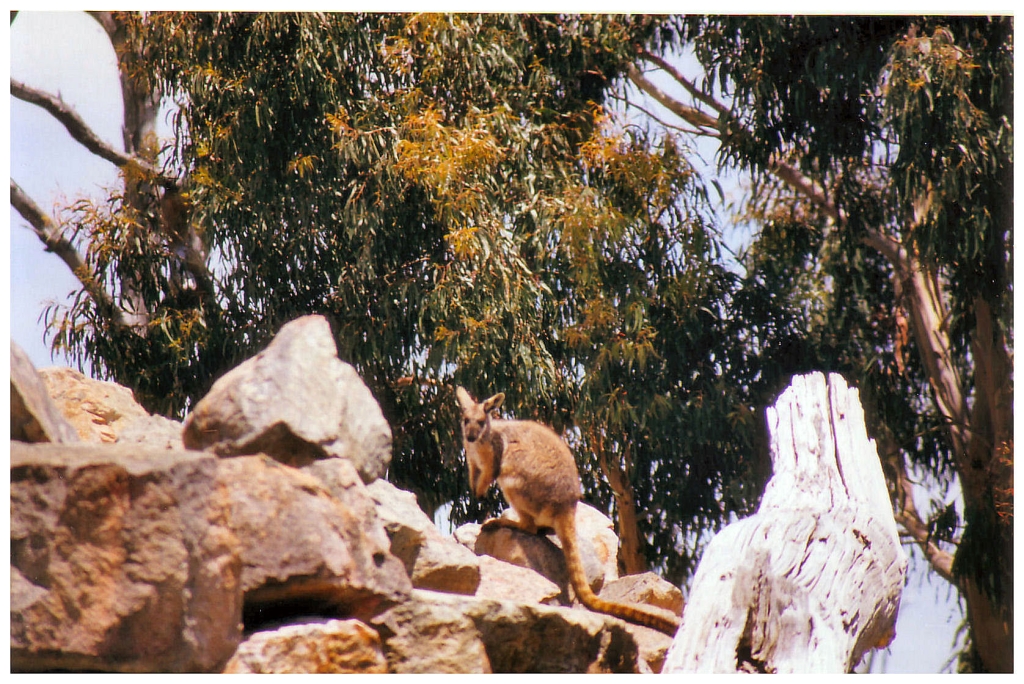 03 - The Flinders Ranges (36).jpg